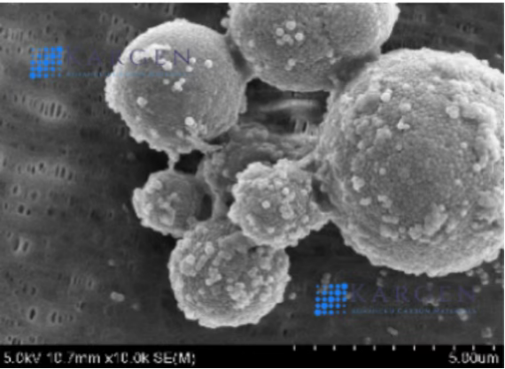 聚合物微球SEM圖