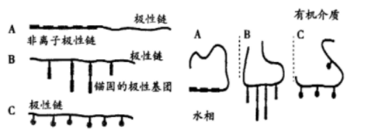 聚合物溶剂化链 聚合物溶剂化链