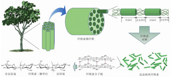 纳米纤维素的结构组装流程