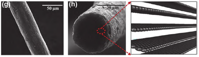 石墨烯纤维的表面形态、截面形态示意图 石墨烯纤维的表面形态、截面形态示意图