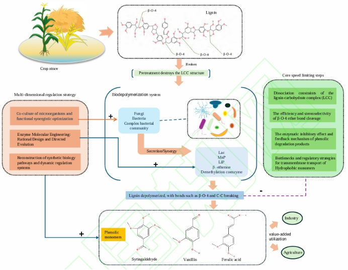 生物降解木质素代谢流程