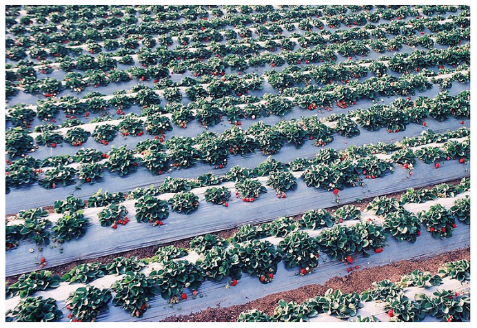 农用地膜应用图