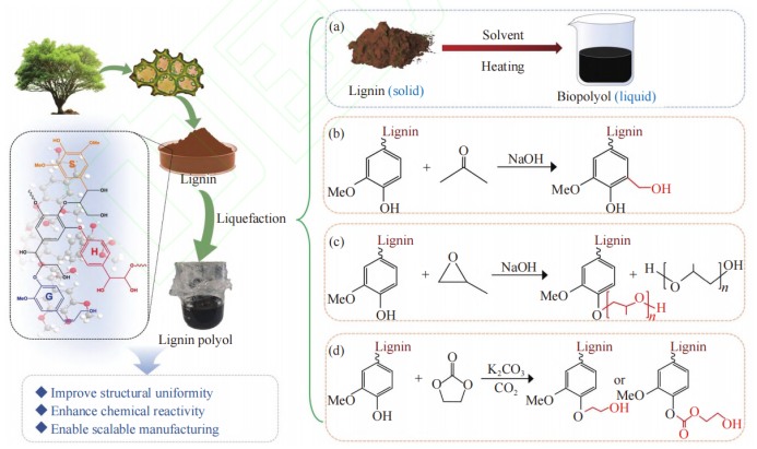 木质素液化反应机理
