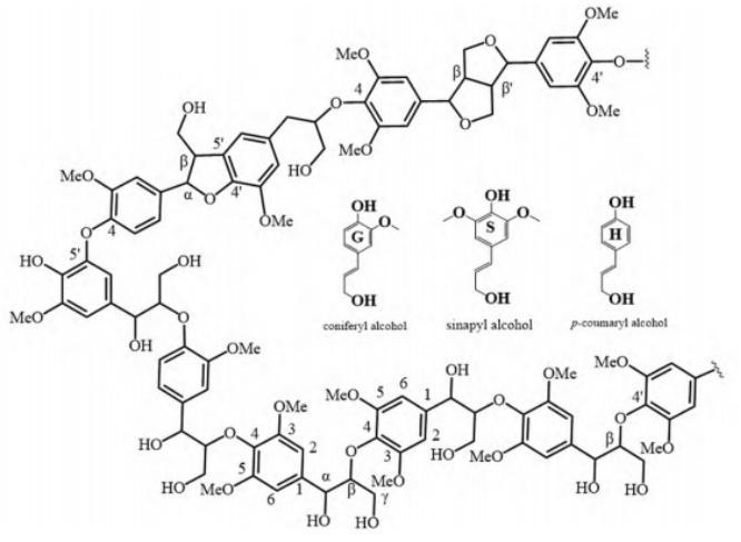 木质素结构及含有的主要化学键