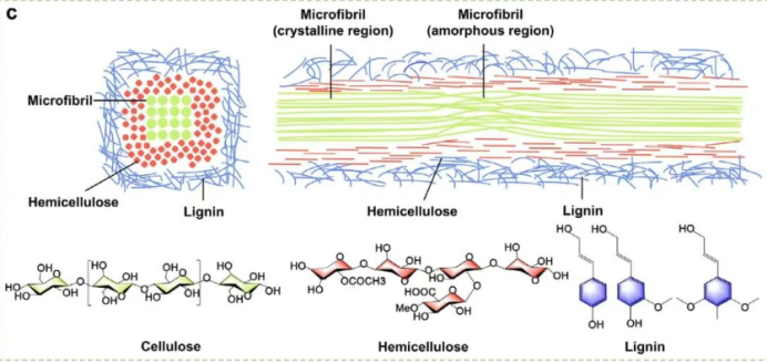 竹材的微观结构