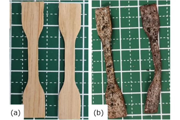 竹-PHBH复合材料外观的变化 竹-PHBH复合材料外观的变化
