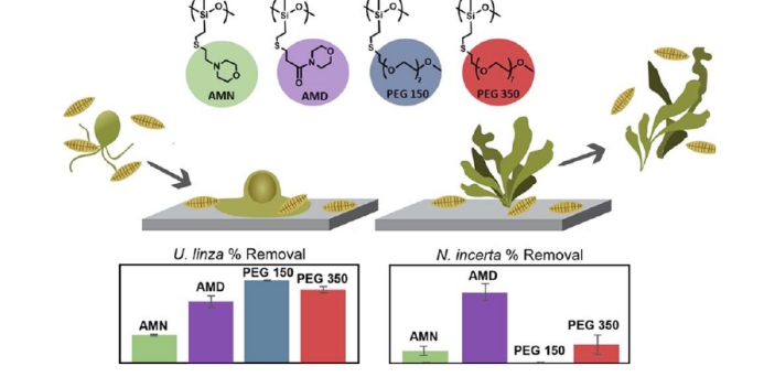 通过吗啉基团和N-取代基团产生亲水性的PDMS基双亲性防污涂层